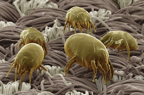 dust-mite-500-time