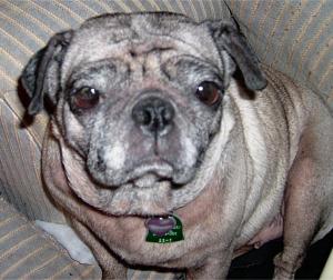 old pug